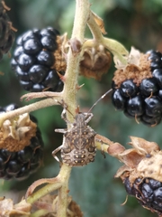 Halyomorpha halys