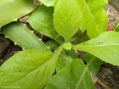 Pseudoconyza viscosa