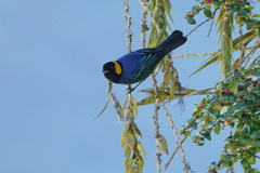 Iridosornis reinhardti