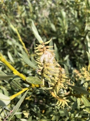 Salix lutea