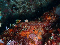 Lepidonectes corallicola