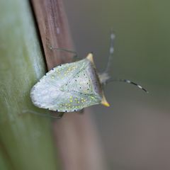Arvelius albopunctatus