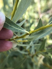 Salix lutea