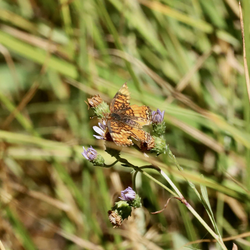 iNaturalist observation photo of Field Crescent
