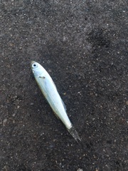 Aldrichetta forsteri