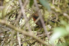 Poospiza rufosuperciliaris