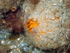 Tethya citrina
