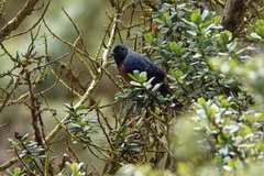 Conirostrum sitticolor