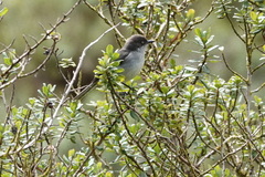 Pseudospingus xanthophthalmus