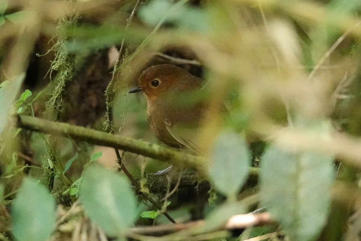 Chachapoyas Antpitta illustration