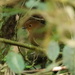 Chachapoyas Antpitta - Photo (c) Benoît Segerer, some rights reserved (CC BY-NC), uploaded by Benoît Segerer