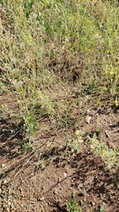 Polygonum argyrocoleon