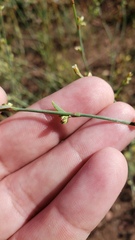 Polygonum argyrocoleon