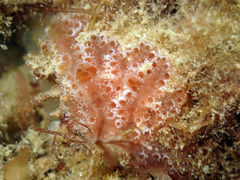 Aplidium elegans