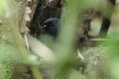 Scytalopus intermedius