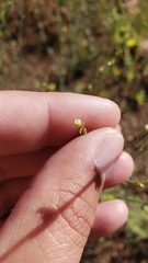 Polygonum argyrocoleon