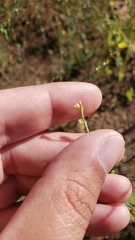 Polygonum argyrocoleon