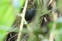 Scytalopus intermedius