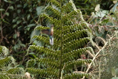 Pterophanes cyanopterus