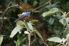 Conirostrum sitticolor