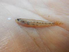 Etheostoma proeliare