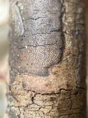 Diatrype decorticata