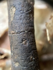 Diatrype decorticata