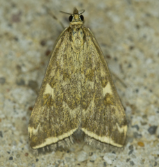 Loxostege munroealis