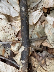 Diatrype decorticata