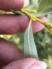 Salix lutea