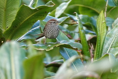 Asthenes urubambensis