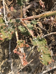 Eriogonum nudum auriculatum