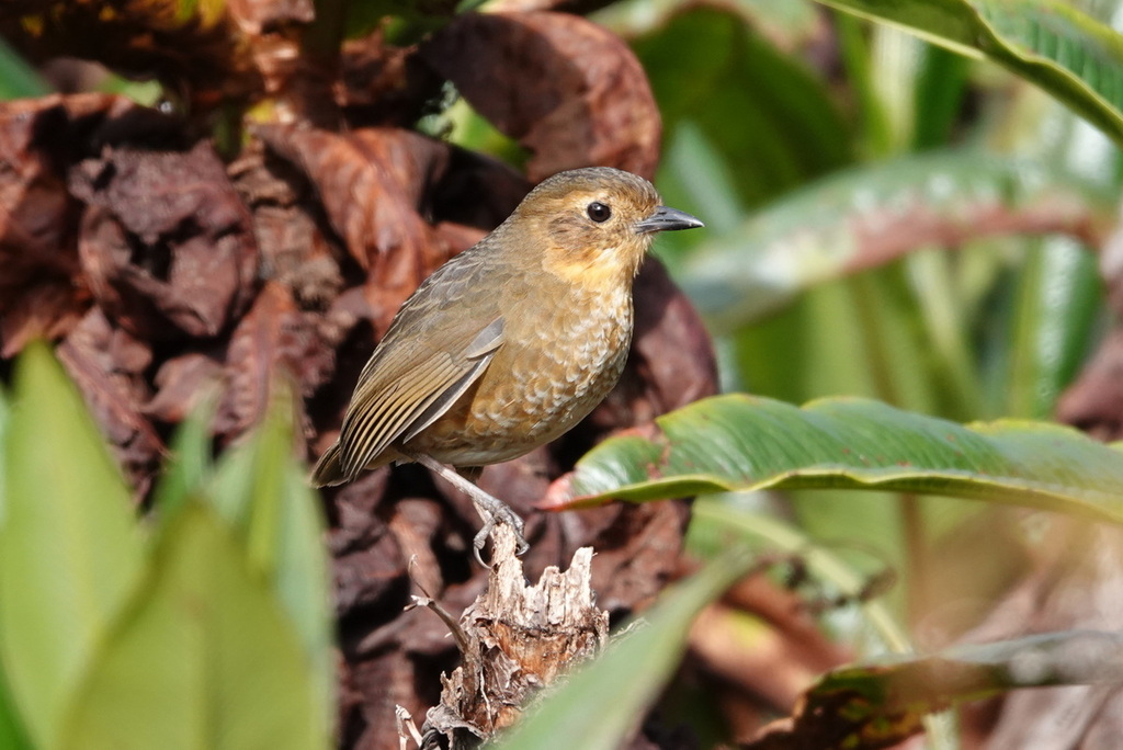 Atuen Antpitta photo