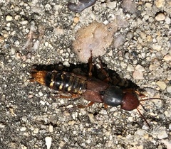 Platydracus immaculatus
