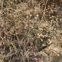 Eriogonum nudum auriculatum