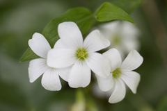 Oxalis triangularis
