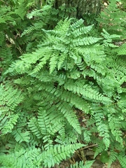 Dryopteris intermedia