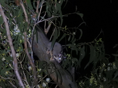 Petaurus norfolcensis