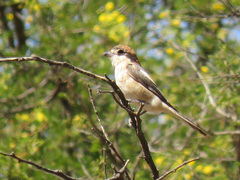 Lanius senator senator