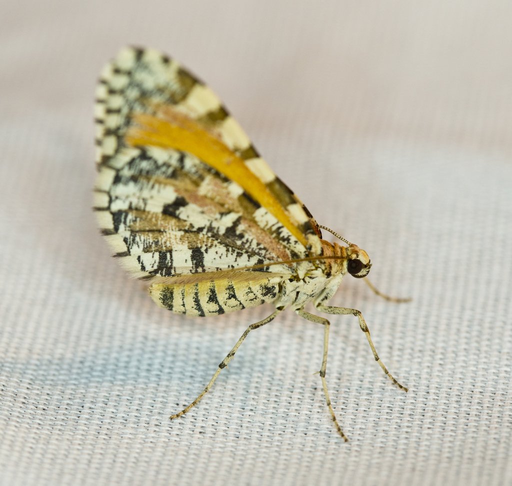 Stamnodes tessellata