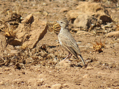 Galerida theklae ruficolor