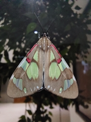 Lepidoptera