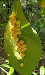 Caryomyia guttata
