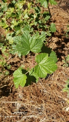 Rubus deliciosus