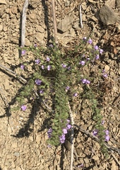 Sairocarpus vexillocalyculatus