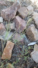 Polygonum sawatchense