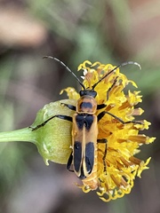 Chauliognathus omissus