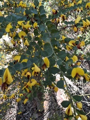 Bossiaea rhombifolia