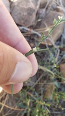 Polygonum sawatchense