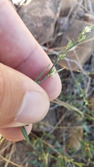 Polygonum sawatchense
